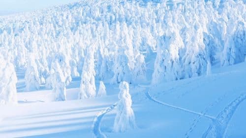 Ginzan Onsen and Zao Fox Village 1-day tour from Sendai Day Tours