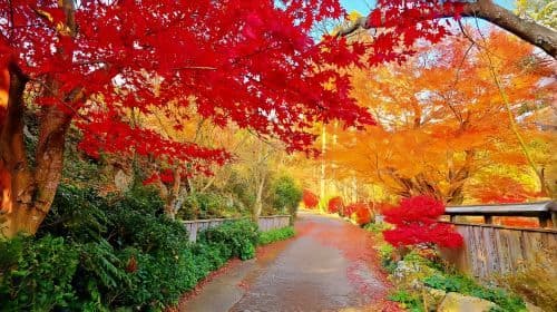 Tour giornaliero limitato del foliage autunnale nel Kyushu: Dazaifu, Kunean Temple, Mifuneyama Rakuen, Yutoku Inari Shrine