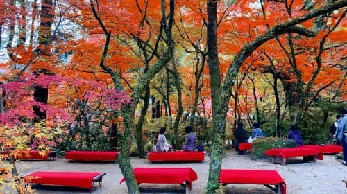 Kyushu autumn foliage limited day tour: Dazaifu, Kunean Temple, Mifuneyama Rakuen, Yutoku Inari Shrine Day Tours