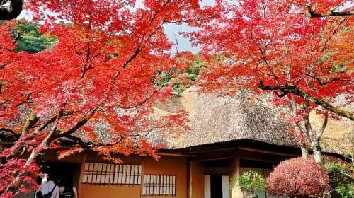 Kyushu autumn foliage limited day tour: Dazaifu, Kunean Temple, Mifuneyama Rakuen, Yutoku Inari Shrine Day Tours