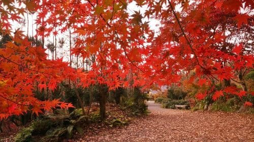 Kyushu autumn foliage limited day tour: Dazaifu, Kunean Temple, Mifuneyama Rakuen, Yutoku Inari Shrine Day Tours