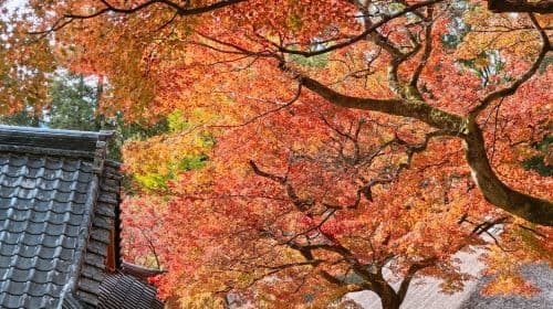 Kyushu Autumn Leaves Tour