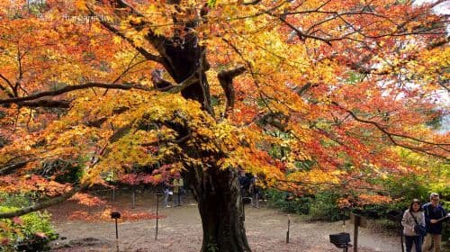 Tour de los Colores de Otoño en Kyushu