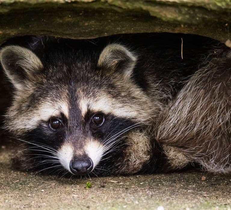 Zoo al Maglio: biglietto giornaliero per la giungla del Ticino