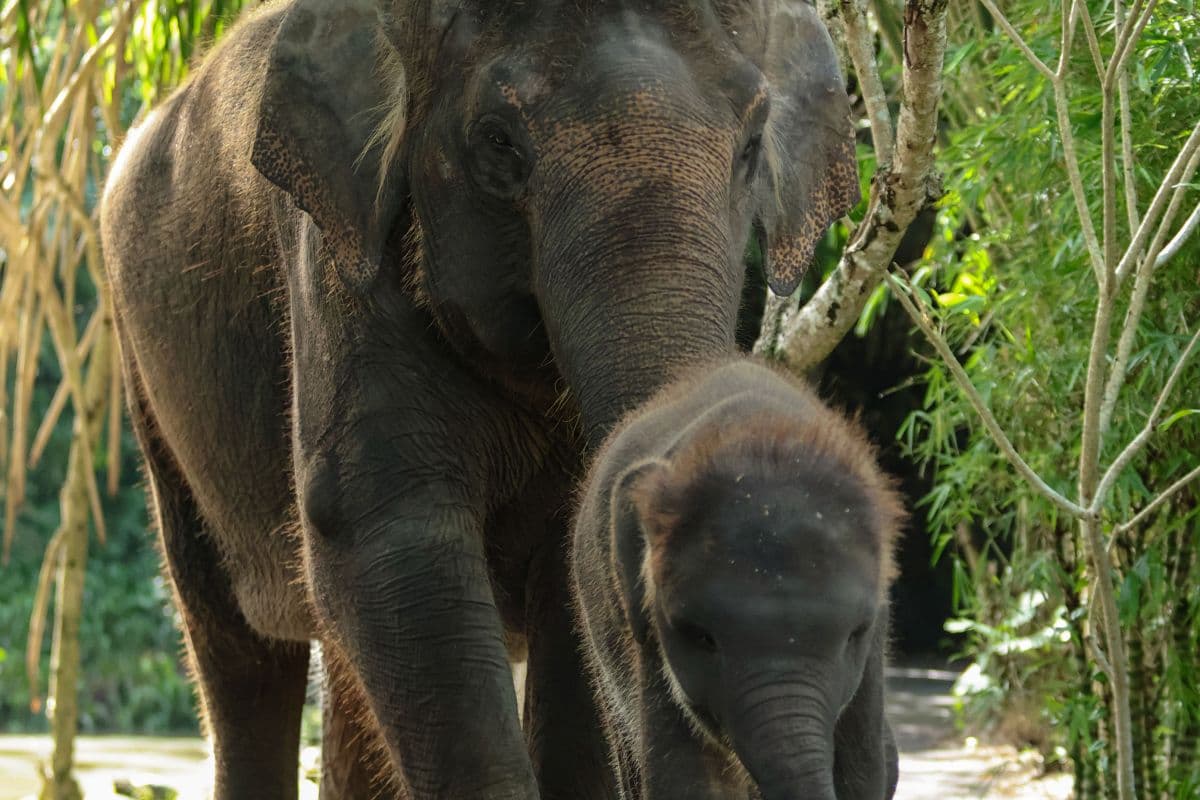 Behind Closed Door by Bali Zoo