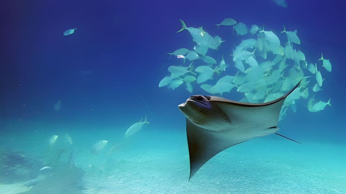 Marine Biology & Aquarium + Eluanbi Park + shared transportation one-day tour[Depart from Kaohsiung] Day Tours