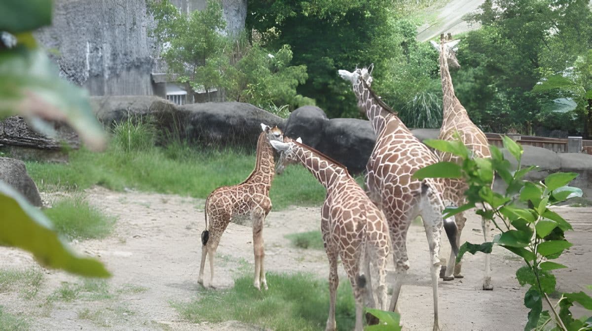 Taipei Zoo