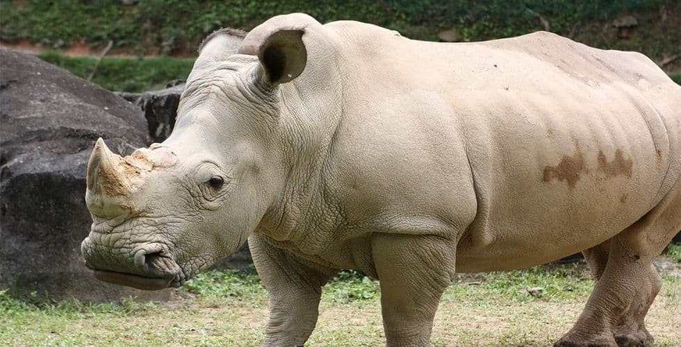 Zoo Negara
