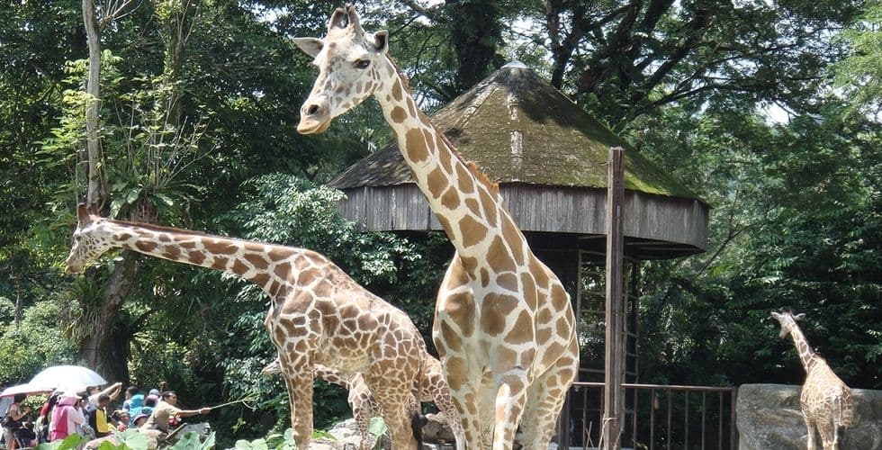 Zoo Negara