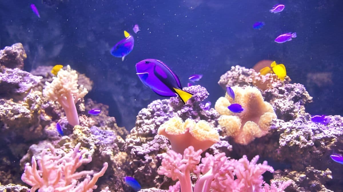 Penghu Aquarium