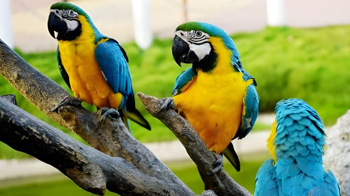 Wanpi World Zoo