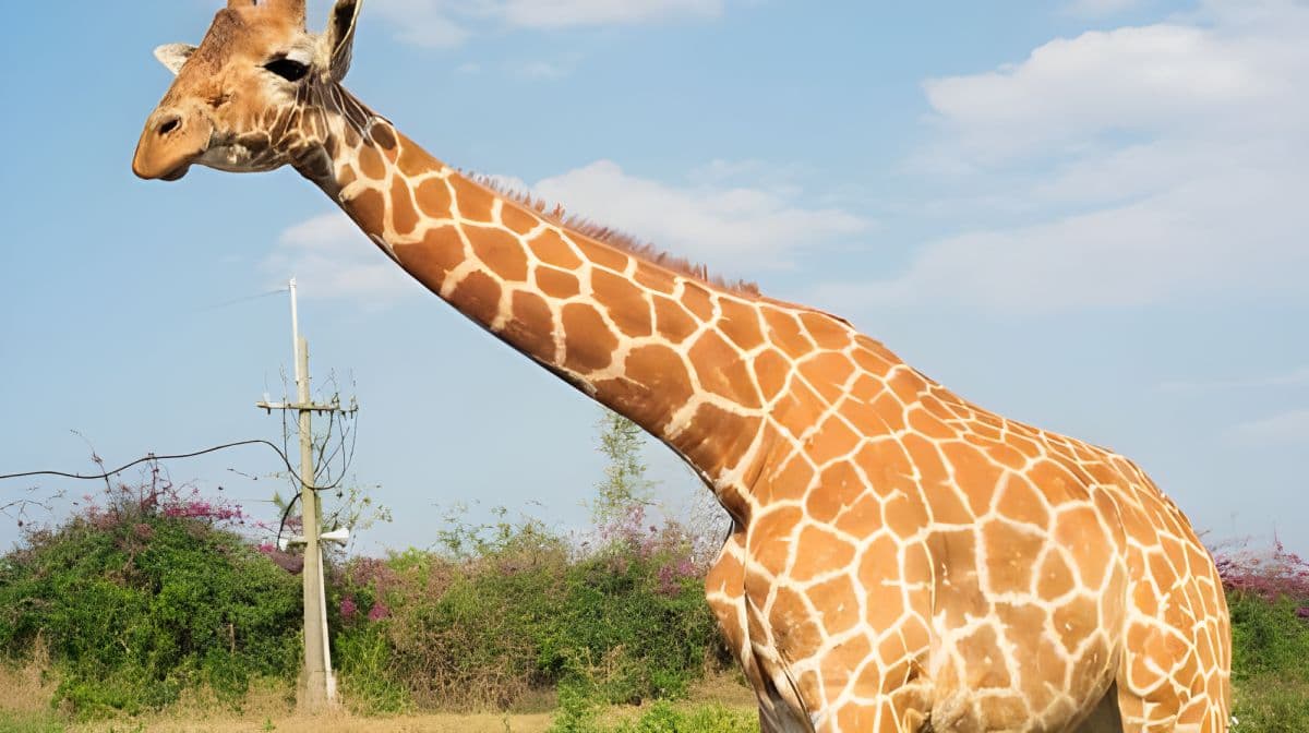 Wanpi World Zoo