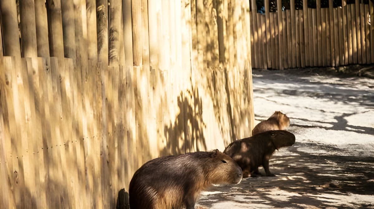 Waterfront Forest Story Zoo Area