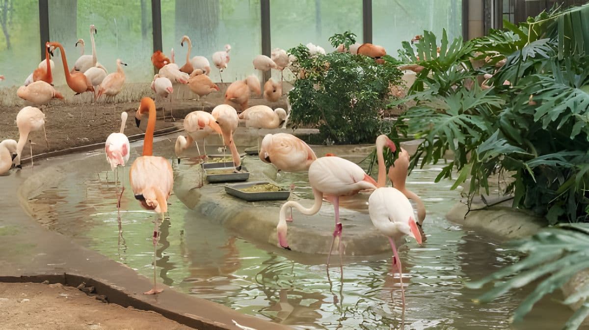 Beijing Zoo
