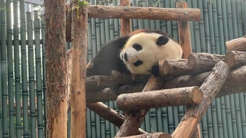Beijing Zoo + Summer Palace 1日ツアー