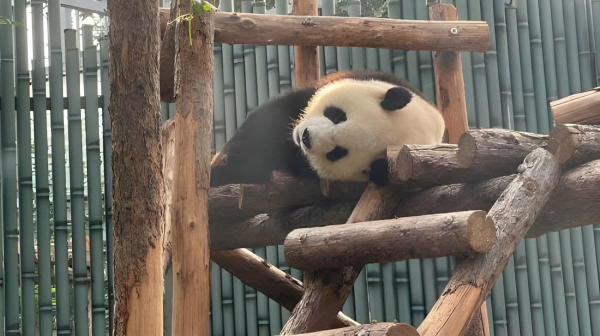 Beijing Zoo + Summer Palace one-day tour