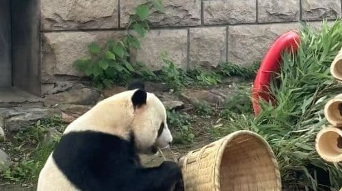 Pavillon des Pandas au Beijing Zoo : Découvrez tout son charme avec vos billets exclusifs pour des visites à la journée