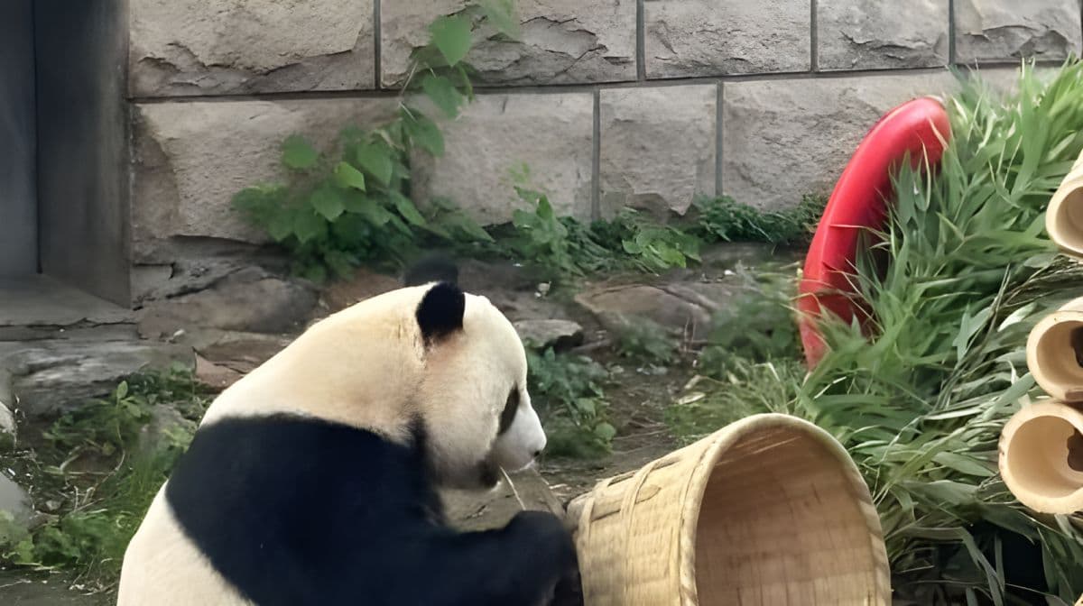 Panda-Pavillon im Beijing Zoo: Erleben Sie den Charme mit Ihren exklusiven Tagesticket-Touren