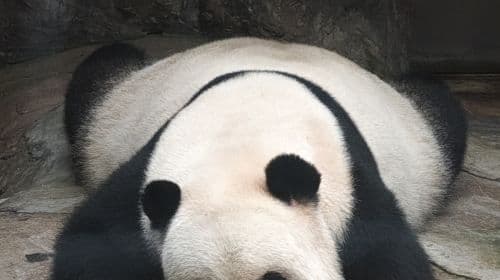 Pavillon des Pandas au Beijing Zoo : Découvrez tout son charme avec vos billets exclusifs pour des visites à la journée
