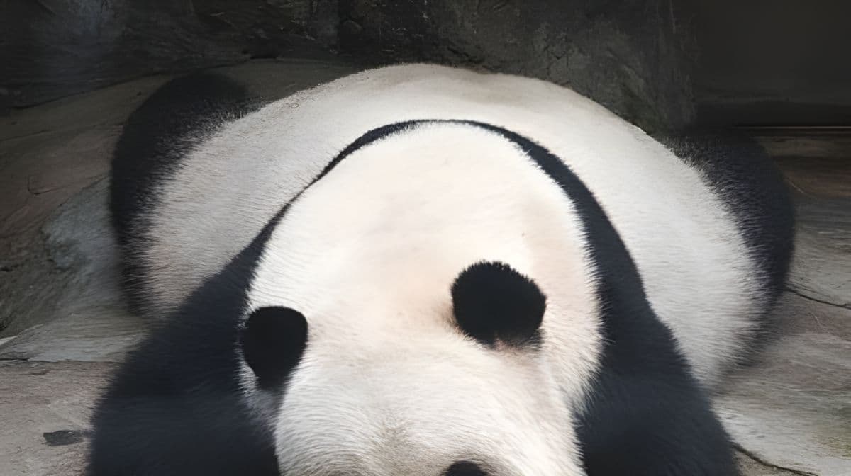 Panda-Pavillon im Beijing Zoo: Erleben Sie den Charme mit Ihren exklusiven Tagesticket-Touren