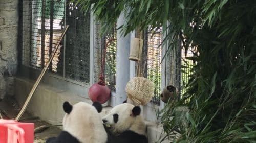 Pavillon des Pandas au Beijing Zoo : Découvrez tout son charme avec vos billets exclusifs pour des visites à la journée