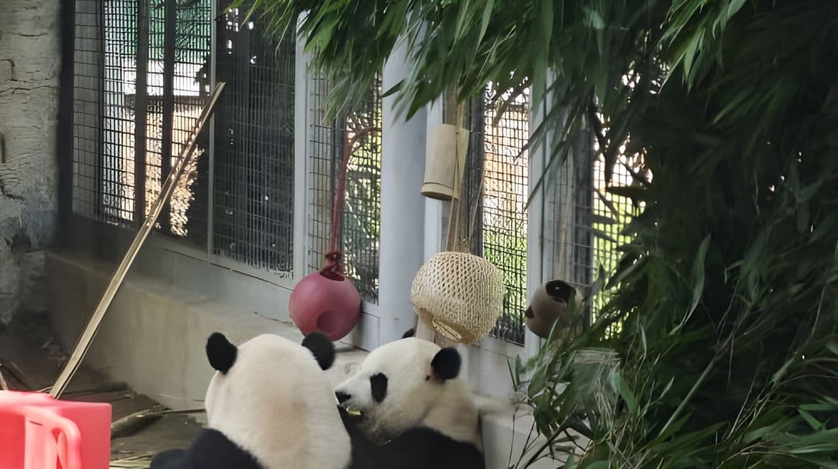 Panda-Pavillon im Beijing Zoo: Erleben Sie den Charme mit Ihren exklusiven Tagesticket-Touren