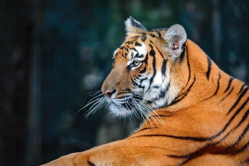 上海動物園