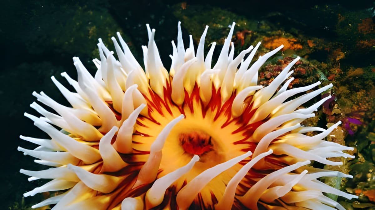 Shanghai: Le meraviglie marine allo Shanghai Ocean Aquarium Day Tours
