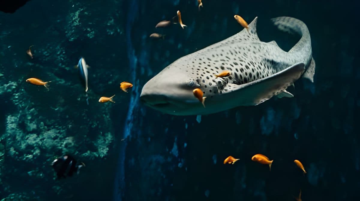 Aquarium du Grand Lyon: Eintrittskarte für Kleinkinder