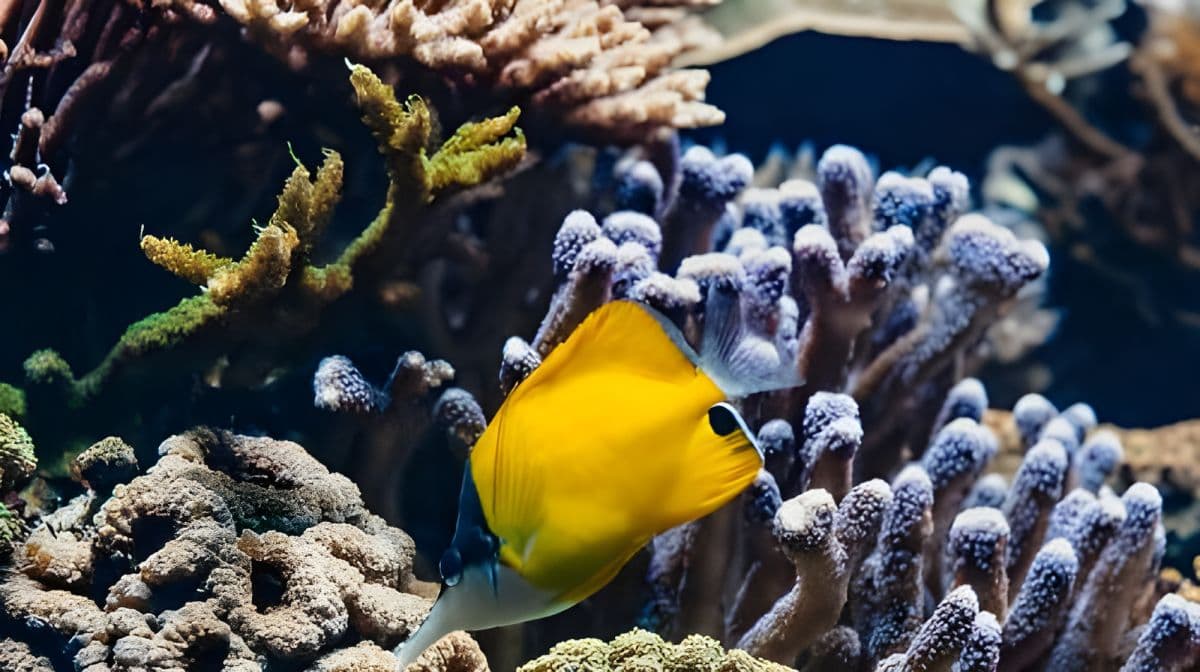 Aquarium du Grand Lyon: Eintrittskarte für Kleinkinder