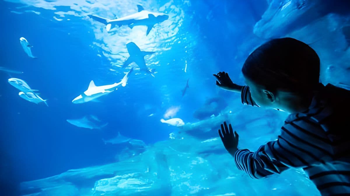 Aquarium of Paris 入场门票 Billet de visite - Plein tarif