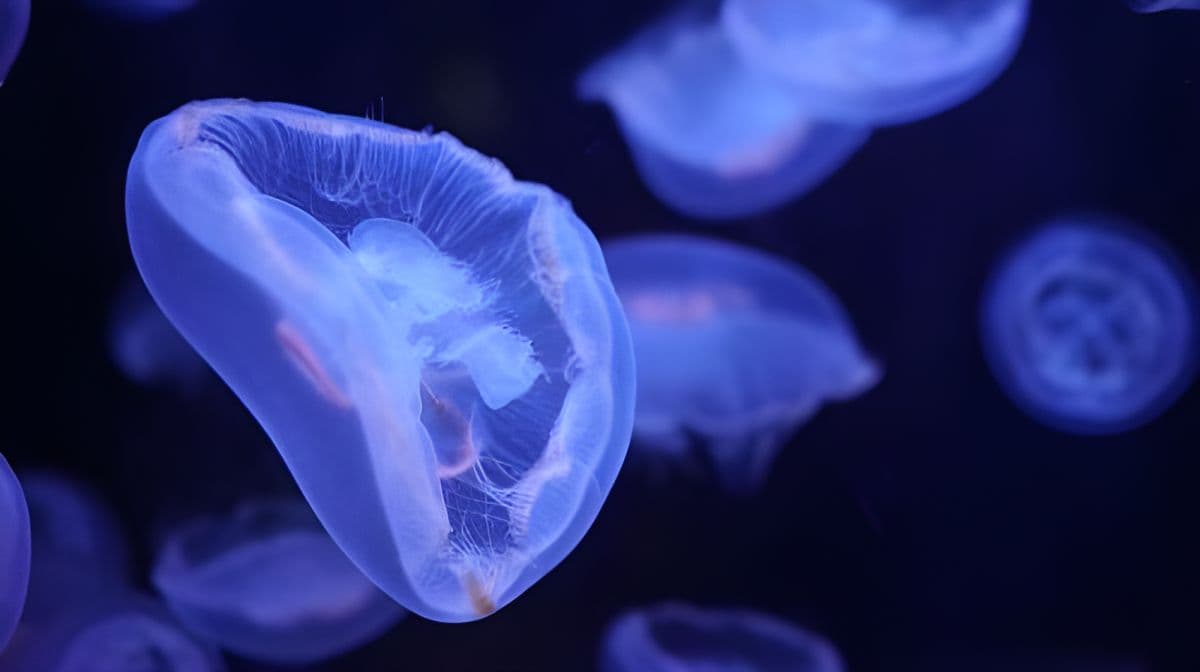 Aquarium of Paris 入场门票 Billet de visite - Plein tarif