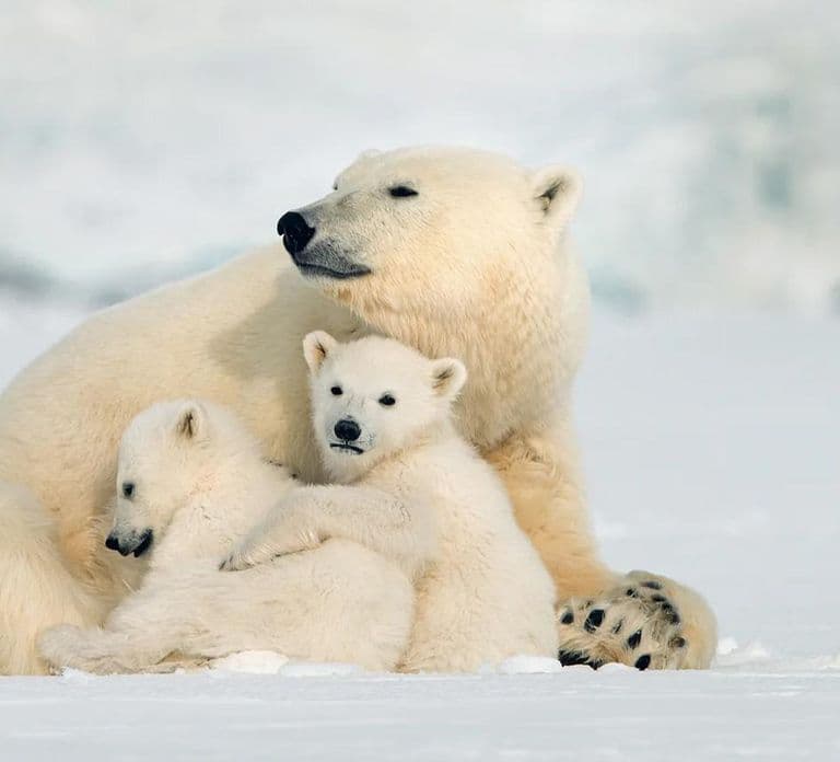 Rovaniemi: Arctic Animals Sleigh Rides and Wildlife Zoo