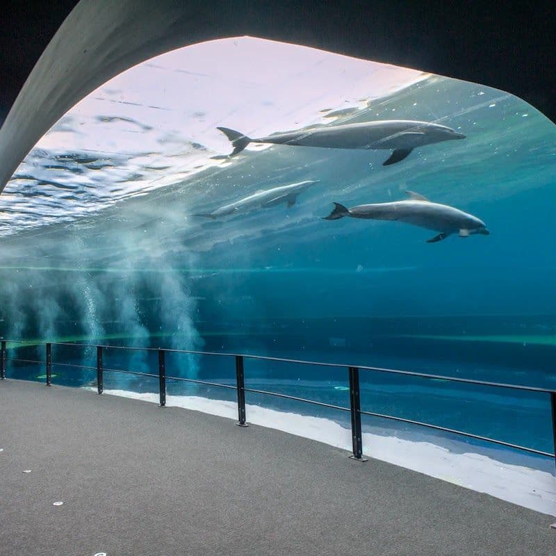Aquarium of Genoa: Skip The Line Ticket