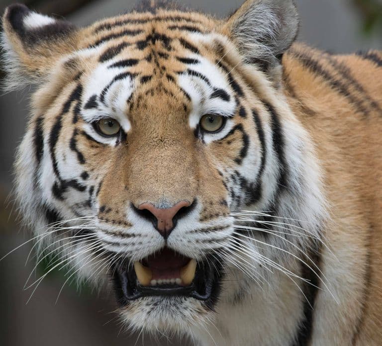 Copenhagen: Copenhagen Zoo 入場チケット