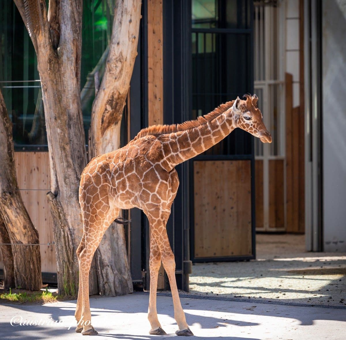Schönbrunn Zoo: Skip The Line Admission Ticket
