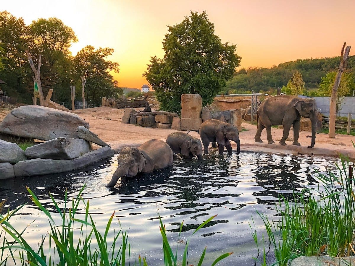 Prague Zoo Admission Ticket with The Cruise Boat Transfer