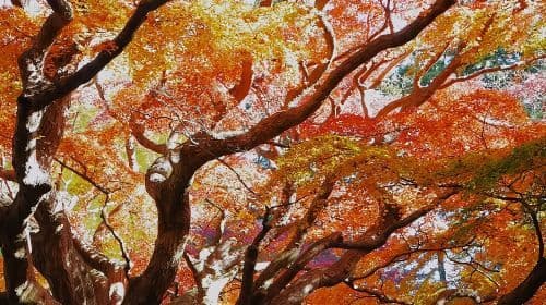 Hayao Miyazaki Anime Pilgrimage