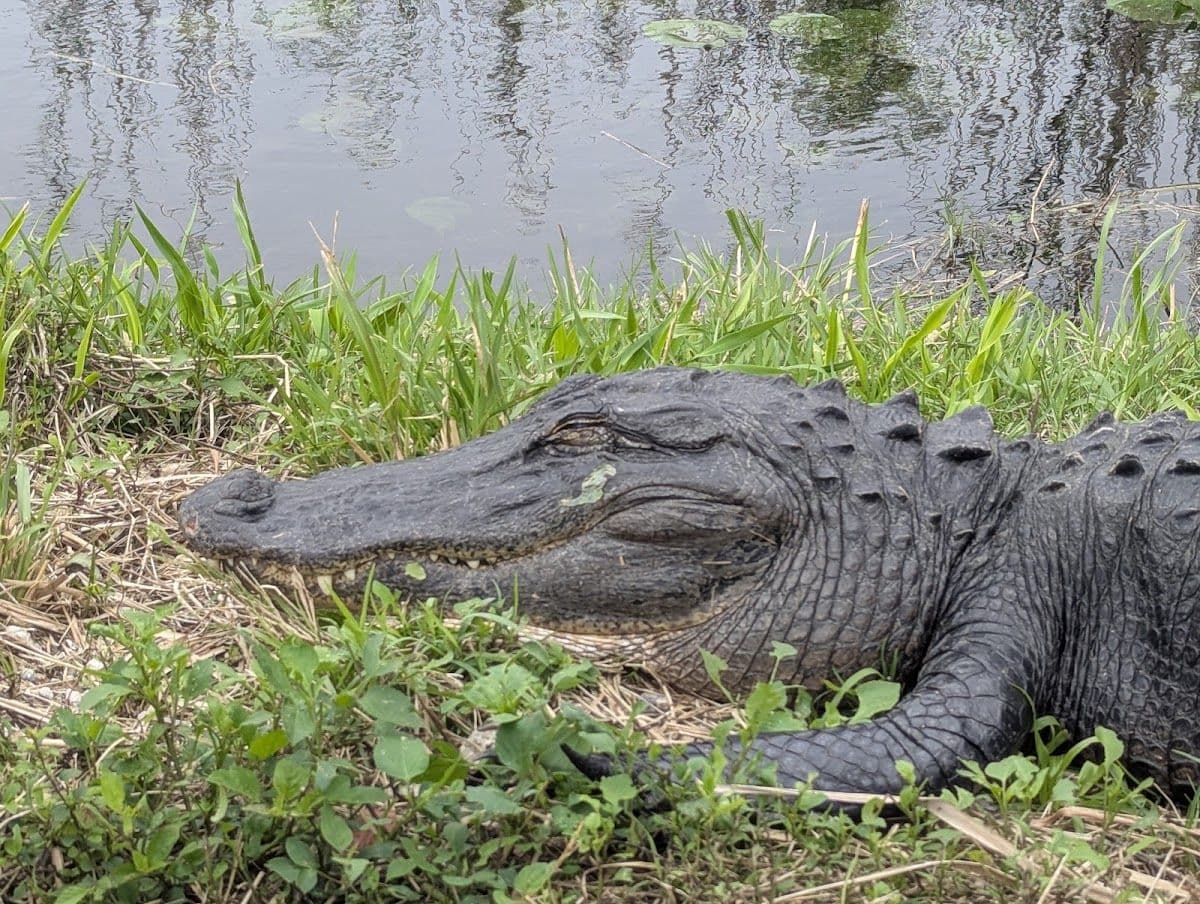 Everglades tour from Miami