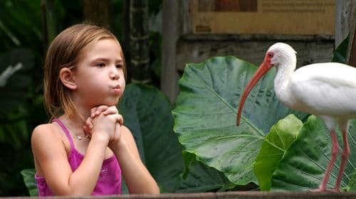 Flamingo Gardens：快速通關門票