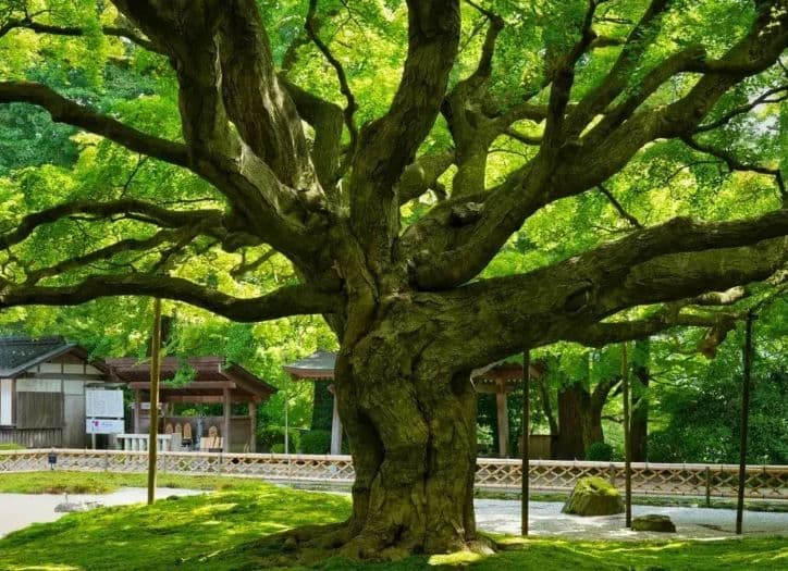 Hidden Gems of Itoshima One Day Tour