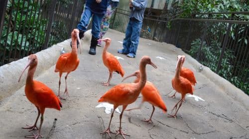 Niagara Falls, Canadá: Entradas para Bird Kingdom y tours de un día