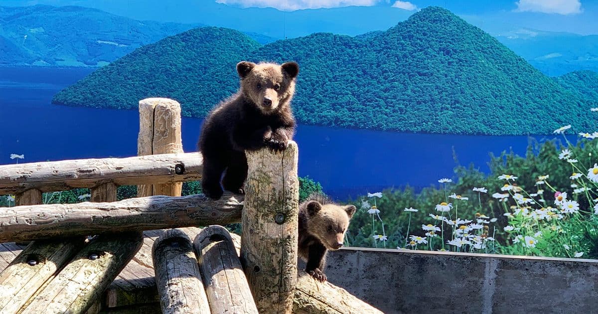 Tour panoramico di un giorno: Hokkaido, Noboribetsu, Lago Toya e Otaru