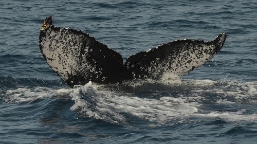 San Diego Whale Watching & Dolphin Cruise Day Tours