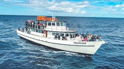 San Diego Whale Watching & Dolphin Cruise Day Tours