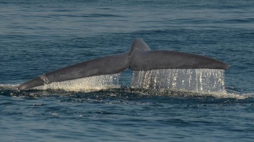 San Diego Whale Watching & Dolphin Cruise Day Tours