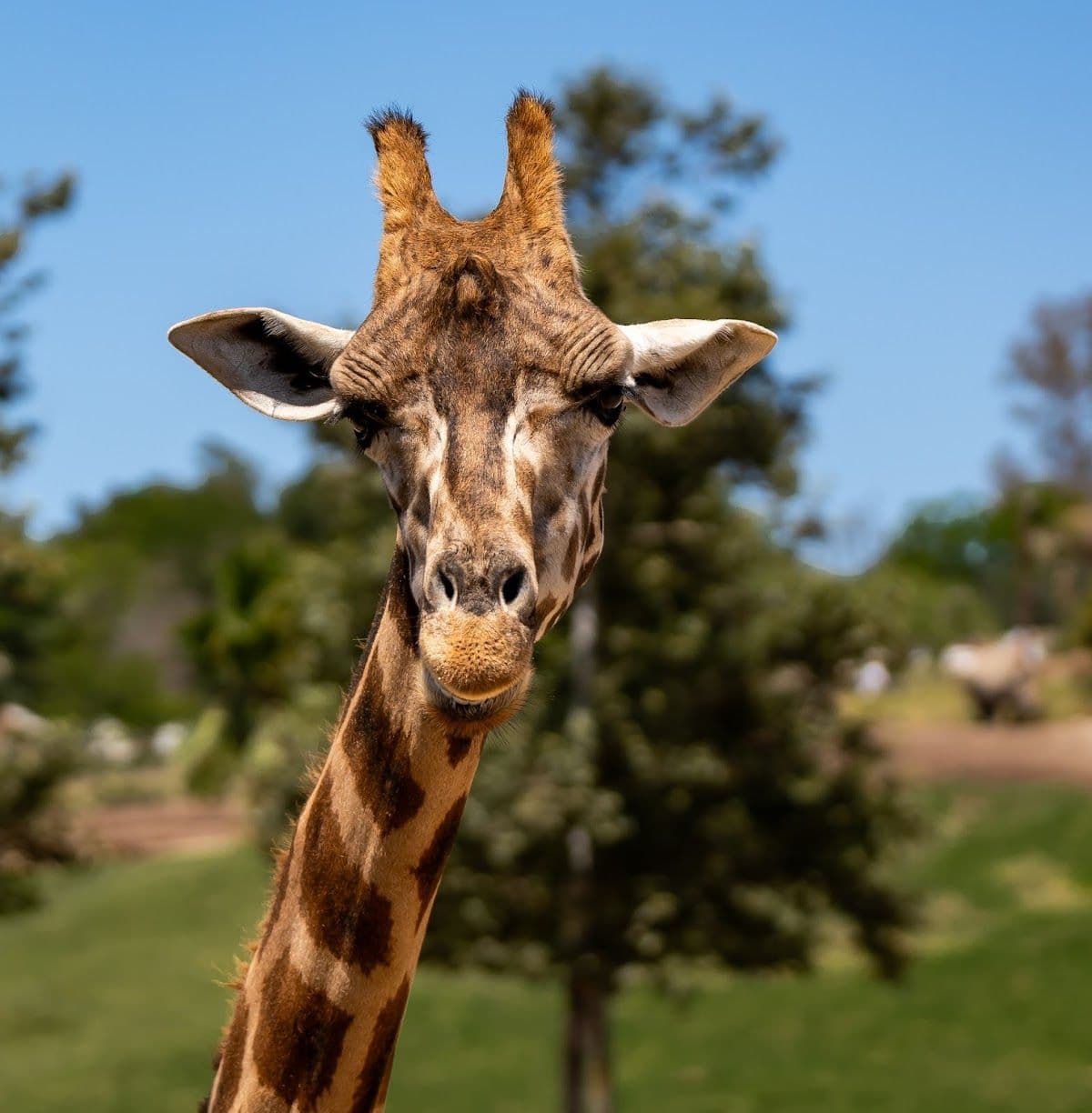 San Diego Zoo Safari Park 1-Day Pass