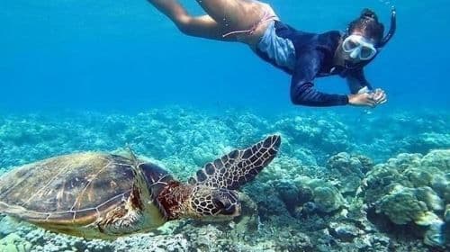 Circle Island: Swim with Turtles and Explore Paradise Oahu Day Tours
