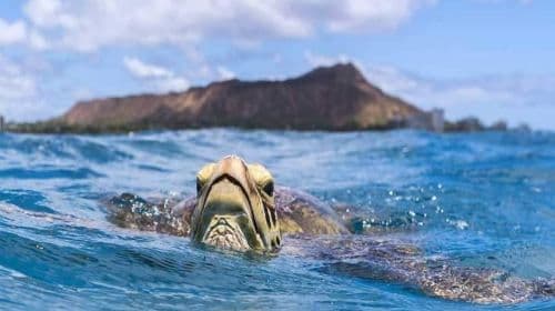 Experiencia de buceo y esnórquel de 2 horas en Waikiki Beach en Honolulu, EE. UU. [Experiencia de crucero con esnórquel y tortugas marinas en Waikiki, EE. UU. (Almuerzo opcional 166748]