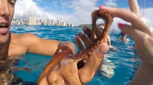 2-hour diving and diving experience at Waikiki Beach in Honolulu, USA [USA Waikiki Sea Turtle Snorkeling Cruise Experience (Optional Lunch 166748]